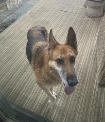 Reunited Male Dog last seen Lynn and Warner Ave, Huntington Beach, CA 92647
