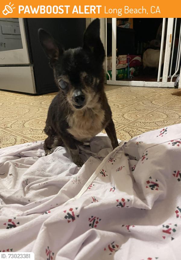 Found/Stray Male Dog last seen 67th way and gale ave , Long Beach, CA 90831