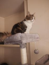 Reunited Female Cat last seen King Street , Warwickshire, England CV12 8JJ