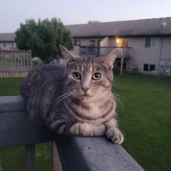 Lost Male Cat last seen 85th Street and Parrish Avenue, Otsego, MN 55330