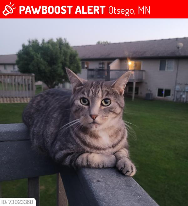 Lost Male Cat last seen 85th Street and Parrish Avenue, Otsego, MN 55330