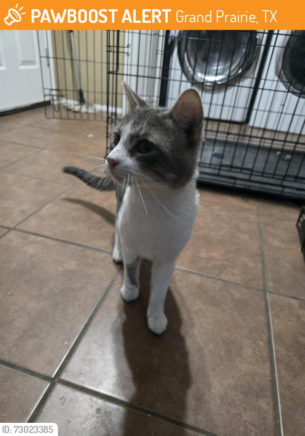 Found/Stray Male Cat last seen Belt Line and Cielo Vista Dr, Grand Prairie, TX 75052