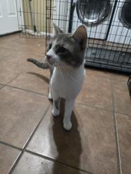 Found/Stray Male Cat last seen Belt Line and Cielo Vista Dr, Grand Prairie, TX 75052