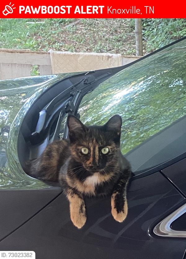 Lost Female Cat last seen Right by the ORNL federal credit union on Kingston Pike, Knoxville, TN 37923