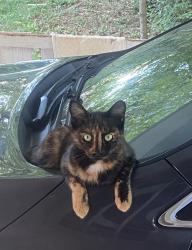 Lost Female Cat last seen Right by the ORNL federal credit union on Kingston Pike, Knoxville, TN 37923