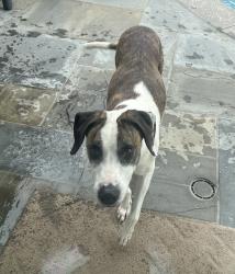 Reunited Male Dog last seen Warner Ave. and Lynn Street, Huntington Beach, CA 92647