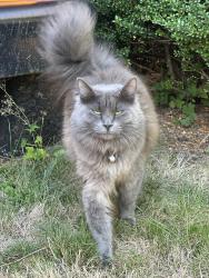 Lost Female Cat last seen portview pl. edward cr. , Port Moody, BC V3H