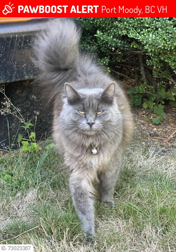 Lost Female Cat last seen portview pl. edward cr. , Port Moody, BC V3H