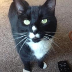 Lost Male Cat last seen None , Eckington, England S21 4DT