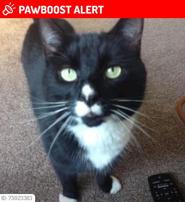 Lost Male Cat last seen None , Eckington, England S21 4DT