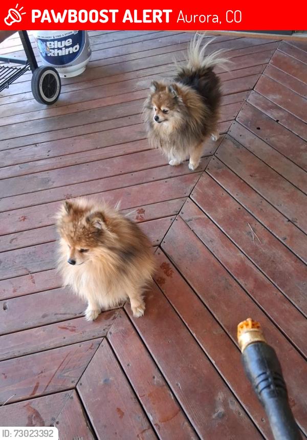 Lost Female Dog last seen 6th and chambers, Aurora, CO 80011