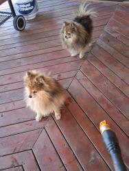 Lost Female Dog last seen 6th and chambers, Aurora, CO 80011