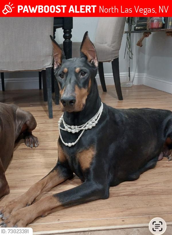 Lost Female Dog last seen Judson and Bassler, North Las Vegas, NV 89030