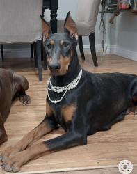 Lost Female Dog last seen Judson and Bassler, North Las Vegas, NV 89030