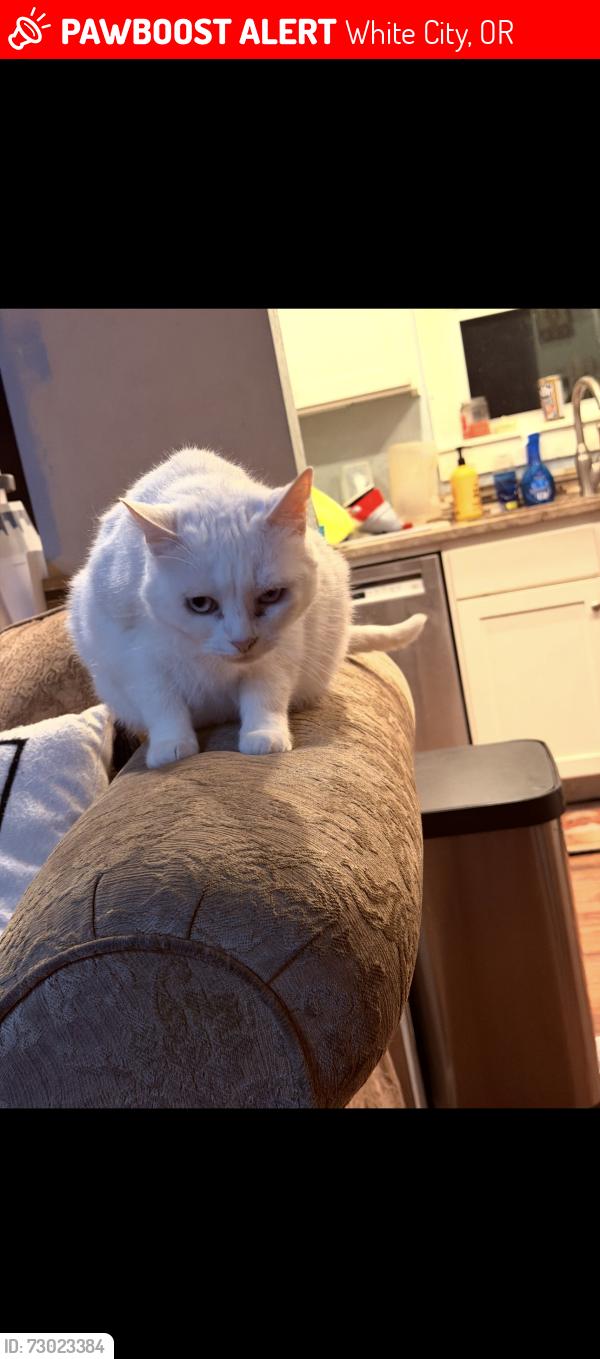 Lost Female Cat last seen Avenue a and 27th street, White City, OR 97503