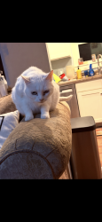 Lost Female Cat last seen Avenue a and 27th street, White City, OR 97503