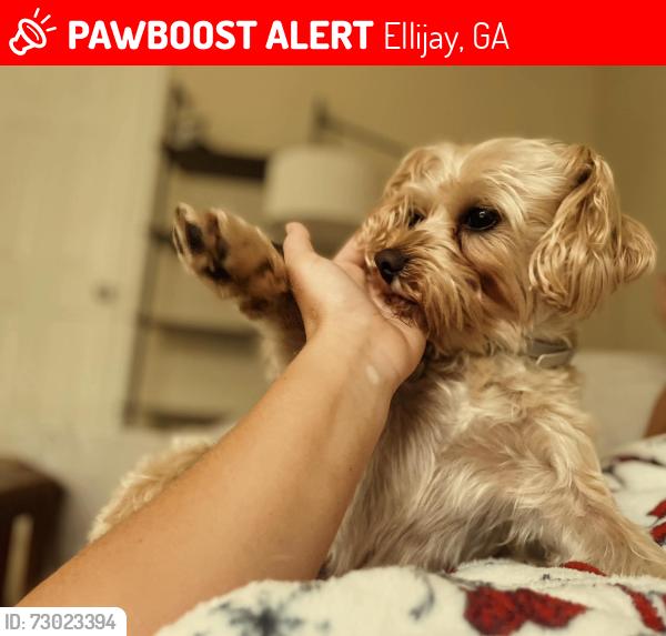 Lost Female Dog last seen Coosawattee community in Ellijay GA, Ellijay, GA 30540