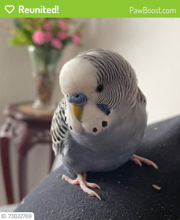 Reunited Unknown Bird last seen Cooksville, Mississauga (Dundas & Kirwin Ave.), Mississauga, ON L5B 1H3