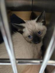 Shelter Stray Unknown Cat last seen Rimma Way and Lora Way, Roseville City, CA, 200 Tahoe Ave, Roseville, CA 95678, USA