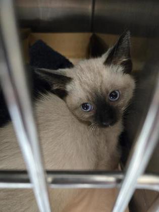Shelter Stray Unknown Cat last seen Rimma Way and Lora Way, Roseville City, CA, 200 Tahoe Ave, Roseville, CA 95678, USA