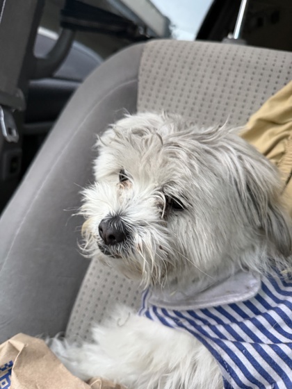 Shelter Stray Female Dog last seen Near 78th Ave, Oakland, CA, 1101 29th Ave, Oakland, CA 94601, USA