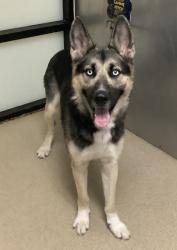 Shelter Stray Male Dog last seen , , TX, 355 Hillshire Dr, Haslet, TX 76052, USA