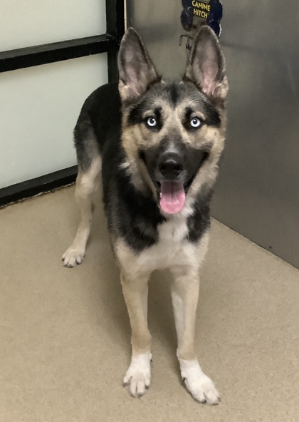 Shelter Stray Male Dog last seen , , TX, 355 Hillshire Dr, Haslet, TX 76052, USA