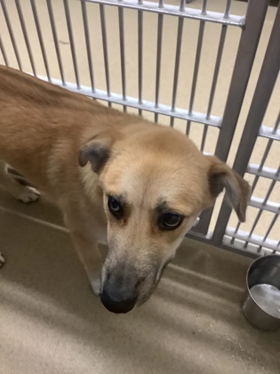 Shelter Stray Male Dog last seen Near James Ave, South District, TX, 355 Hillshire Dr, Haslet, TX 76052, USA