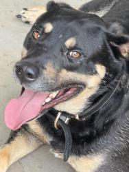 Found/Stray Male Dog last seen Cunningham Rd and Fieldview, Knoxville, TN 37918