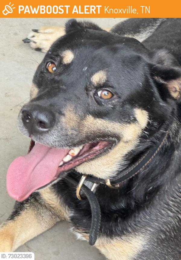 Found/Stray Male Dog last seen Cunningham Rd and Fieldview, Knoxville, TN 37918