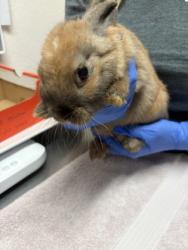 Shelter Stray Male Rabbit last seen Iron gate way, Rancho Cordova, CA, 6201 Florin Perkins Rd, Sacramento, CA 95828, USA