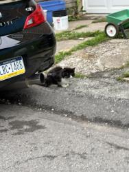 Found/Stray Unknown Cat last seen Dearborn st, Baden, PA 15005