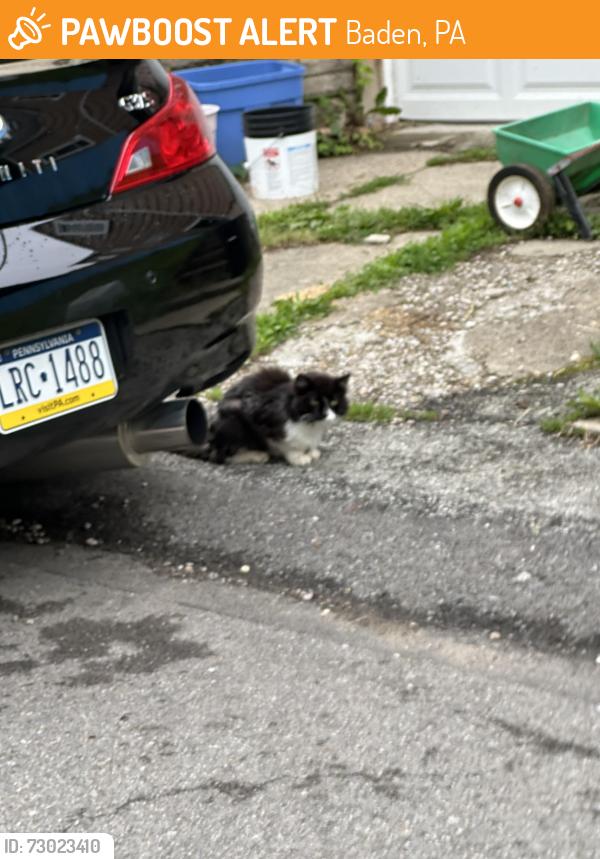 Found/Stray Unknown Cat last seen Dearborn st, Baden, PA 15005