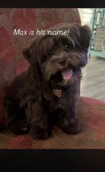 Reunited Male Dog last seen Near Riley court concord ca , Concord, CA 94520