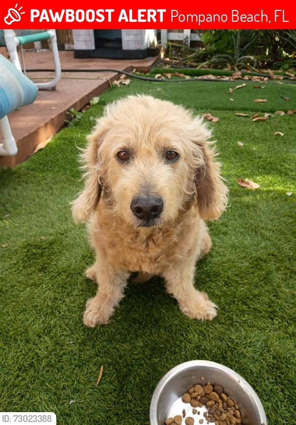Lost Male Dog last seen North east 3rd Ave, Pompano Beach, Pompano Beach, FL 33060
