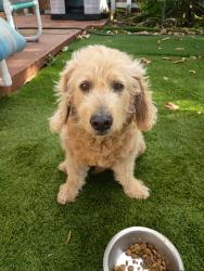 Lost Male Dog last seen North east 3rd Ave, Pompano Beach, Pompano Beach, FL 33060