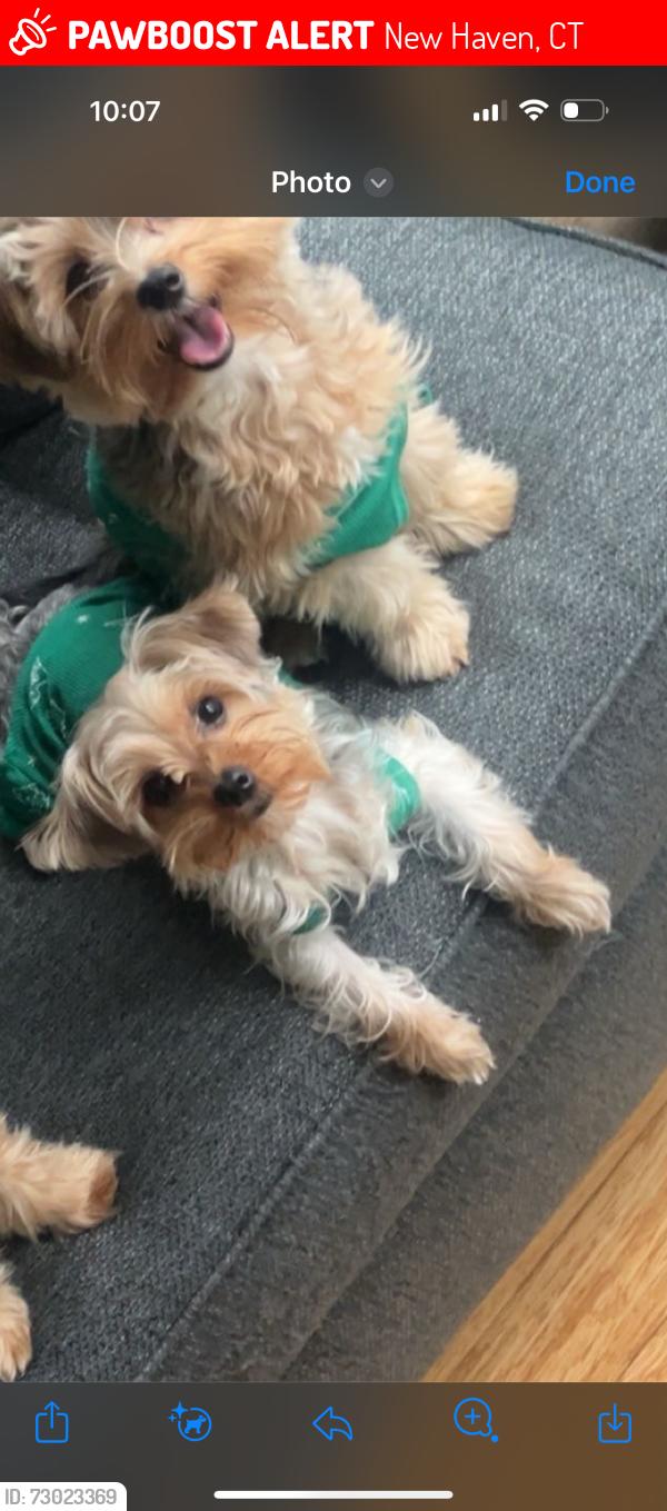 Lost Female Dog last seen Foxon & eastern by Walgreens , New Haven, CT 06513