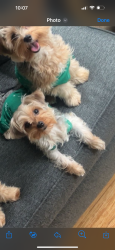 Lost Female Dog last seen Foxon & eastern by Walgreens , New Haven, CT 06513