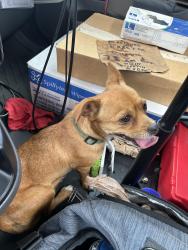Found/Stray Female Dog last seen Highway 7 Holly Springs Ms. Marshall County, Holly Springs, MS 38635