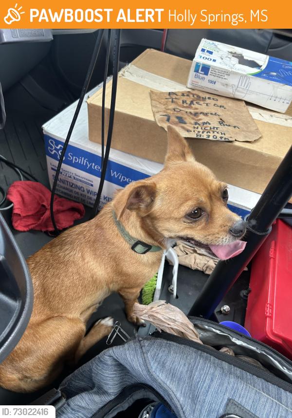 Found/Stray Female Dog last seen Highway 7 Holly Springs Ms. Marshall County, Holly Springs, MS 38635