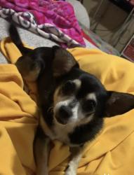 Lost Female Dog last seen Palm and Barron st Compton ca , Compton, CA 90220