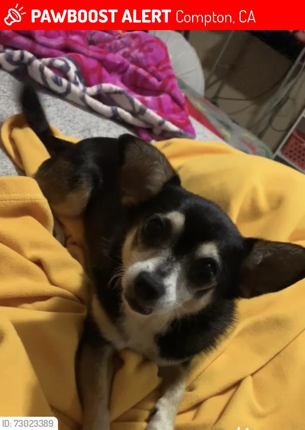 Lost Female Dog last seen Palm and Barron st Compton ca , Compton, CA 90220