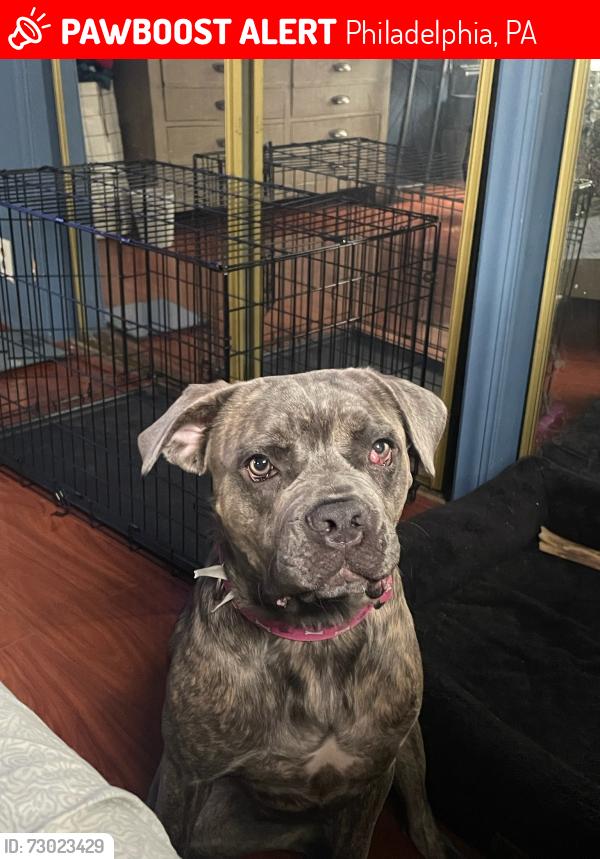Lost Female Dog last seen Mt Airy Church of God, Philadelphia, PA 19126