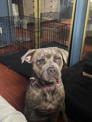 Lost Female Dog last seen Mt Airy Church of God, Philadelphia, PA 19126