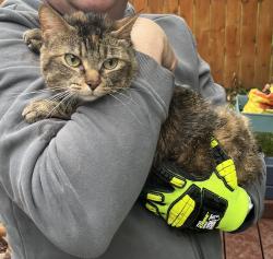 Found/Stray Female Cat last seen Cedar Lake & Idaho, St Louis Park, Minneapolis, MN 55426
