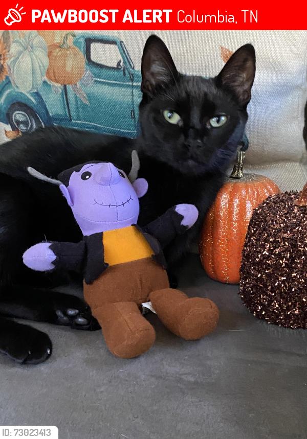 Lost Female Cat last seen Brown /Hatcher Area /Figures Ave , Columbia, TN 38401