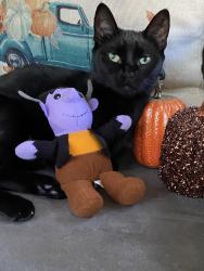 Lost Female Cat last seen Brown /Hatcher Area /Figures Ave , Columbia, TN 38401