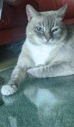 Lost Female Cat last seen South Pasadena Indiana and Alta Vista Ave, South Pasadena, CA 91030