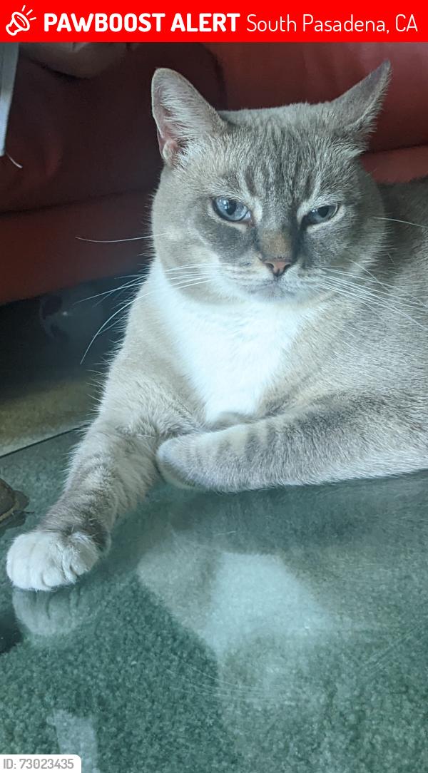 Lost Female Cat last seen South Pasadena Indiana and Alta Vista Ave, South Pasadena, CA 91030