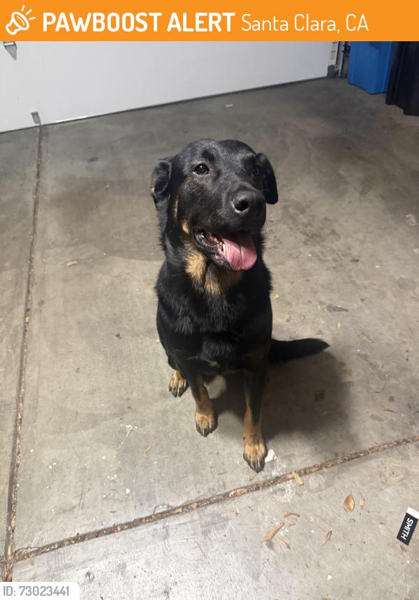 Found/Stray Male Dog last seen Near Thomas road, Santa Clara, CA 95054